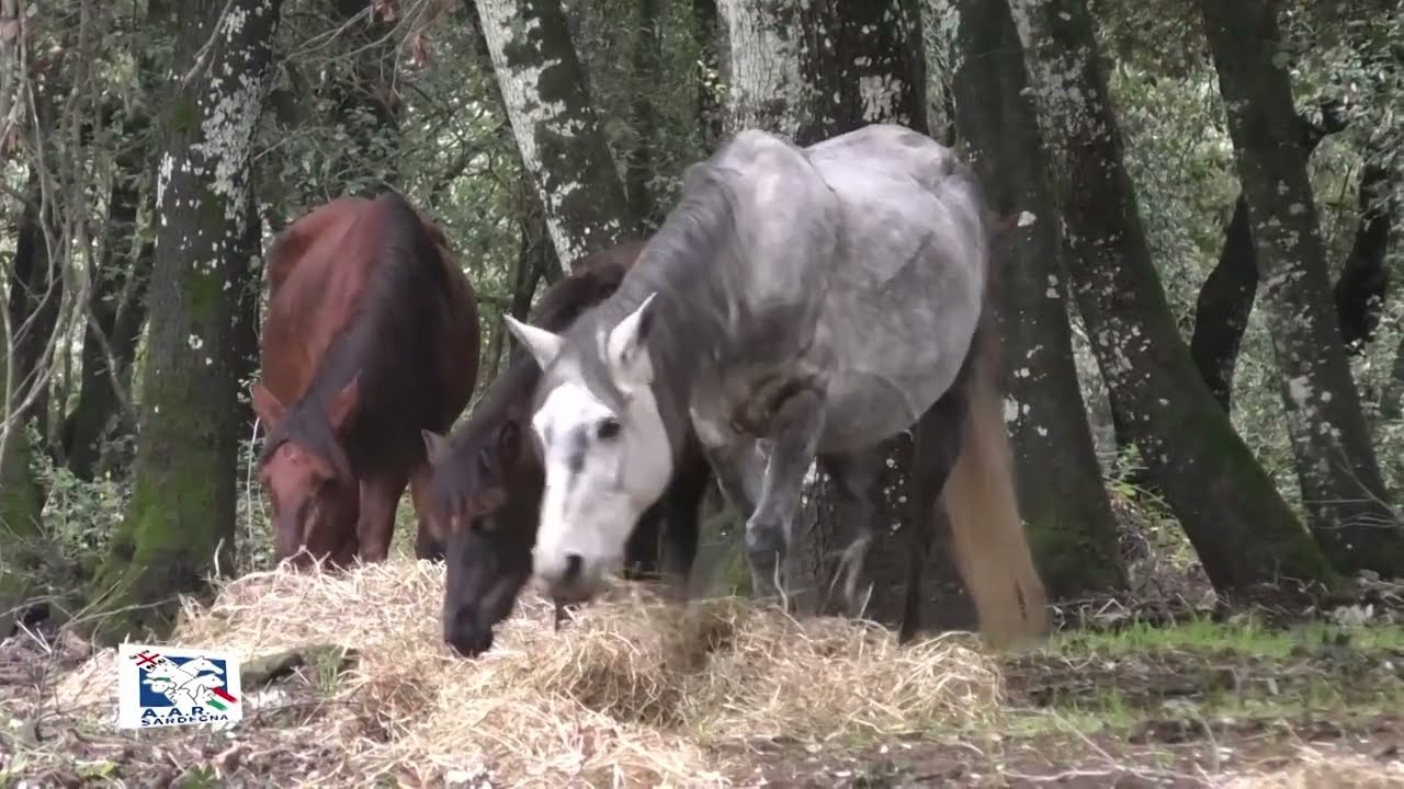ALLEVATORI DI SARDEGNA Laconi  Cavallo del Sarcidano