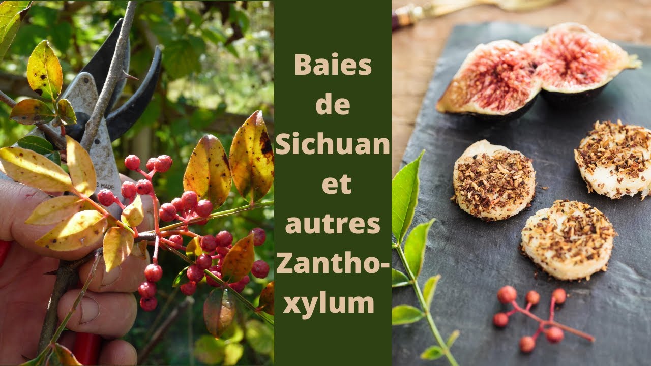 LES BAIES DE SICHUAN, TIMUT