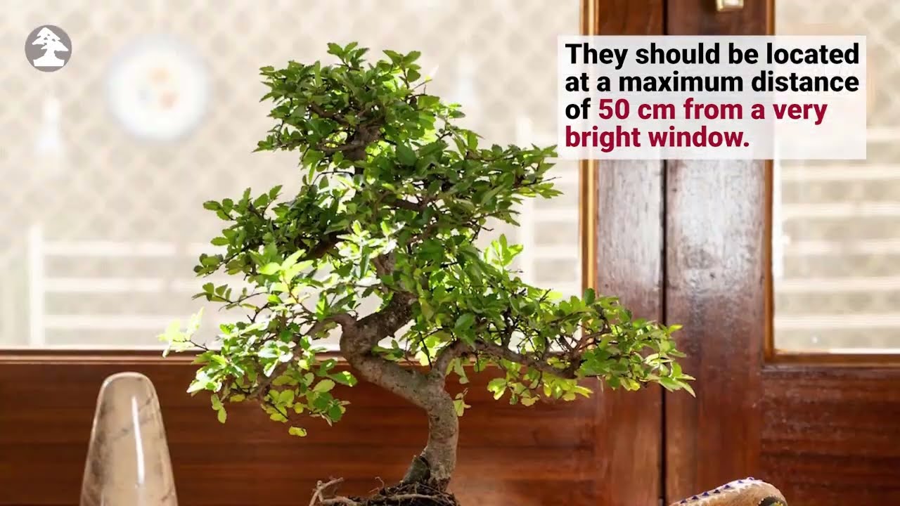 Mistral Bonsai - Cure di base per il tuo bonsai da interno