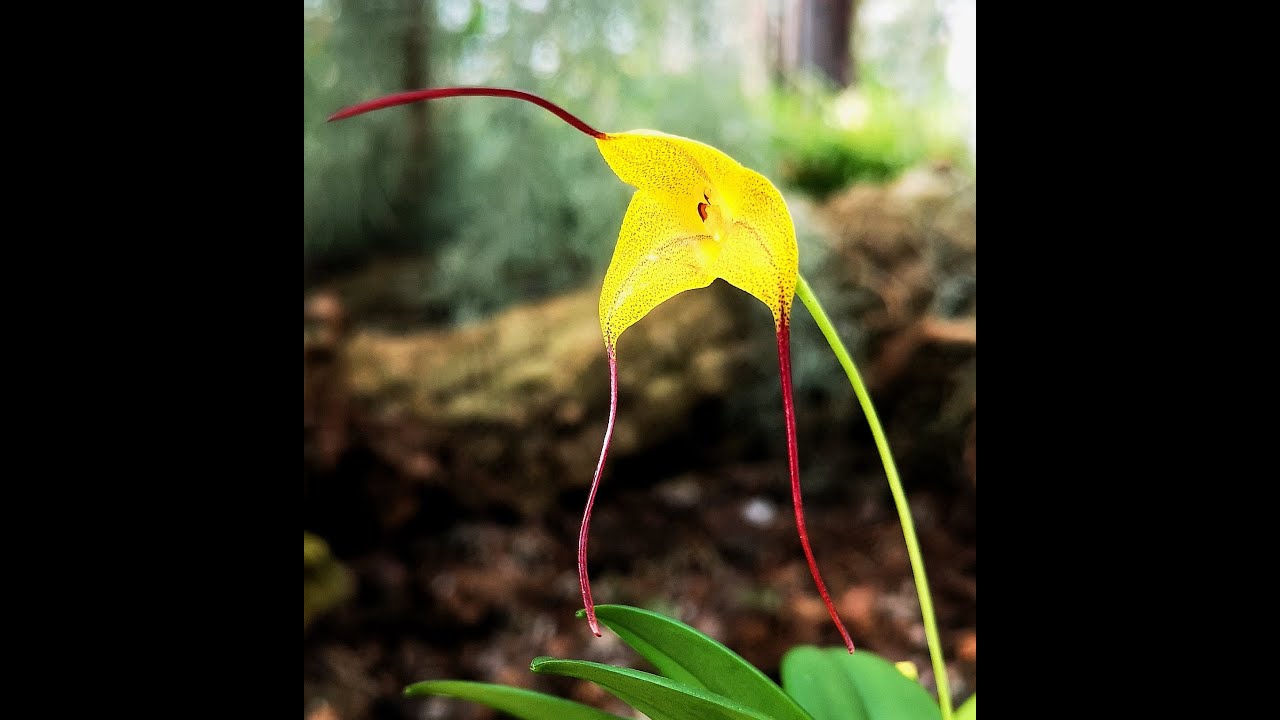 Corso Orchidee n° 7 di tanti, orchidee da caldo, temperato e fresco