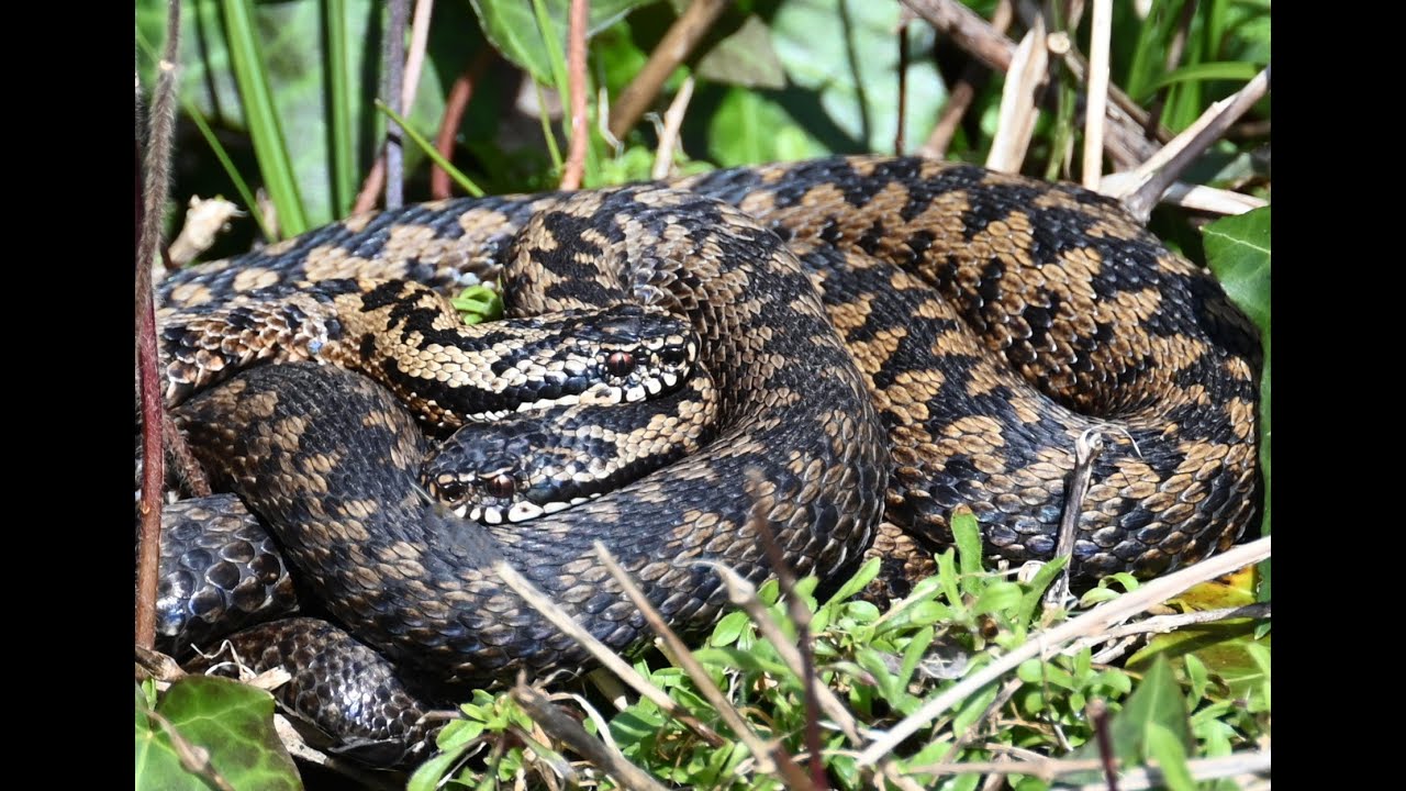 Adders Basking