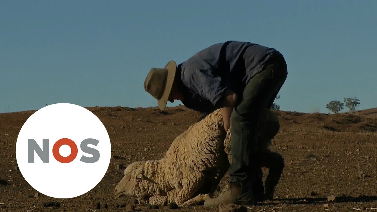 DROOGTE: Op deze Australische boerderij regent het bijna nooit meer