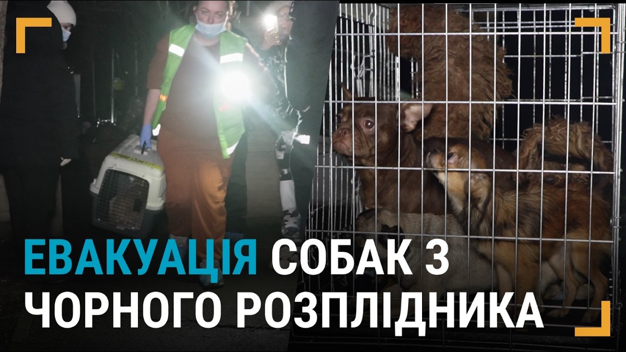 Як волонтери в Ізмаїлі вилучали тварин з «чорного розплідника»
