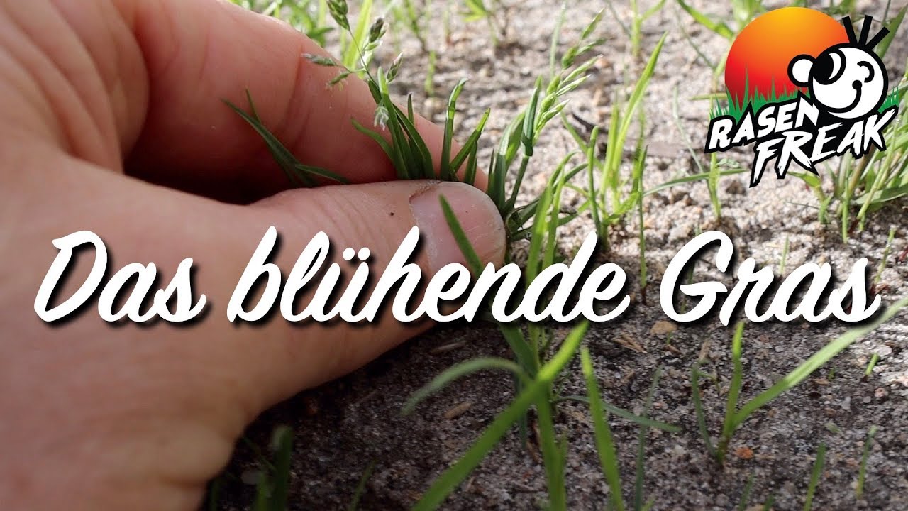 Die Poa annua blüht! Gewinne ich den Kampf? | flowering grass - the battle