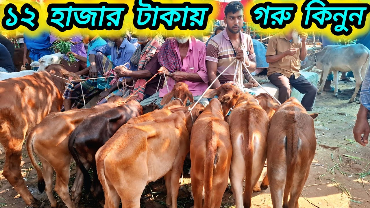 ০৮/১১/২৫/ দেশি বকনা বাছুর গরু কিনুন ১২ হাজার টাকা থেকে শুরু জয়পুরহাট গরুর হাট ২০২৫ #বকনা #cow