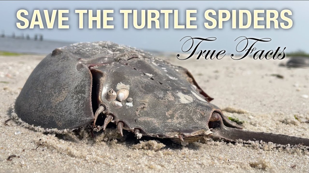 True Facts: Save The Turtle Spiders!
