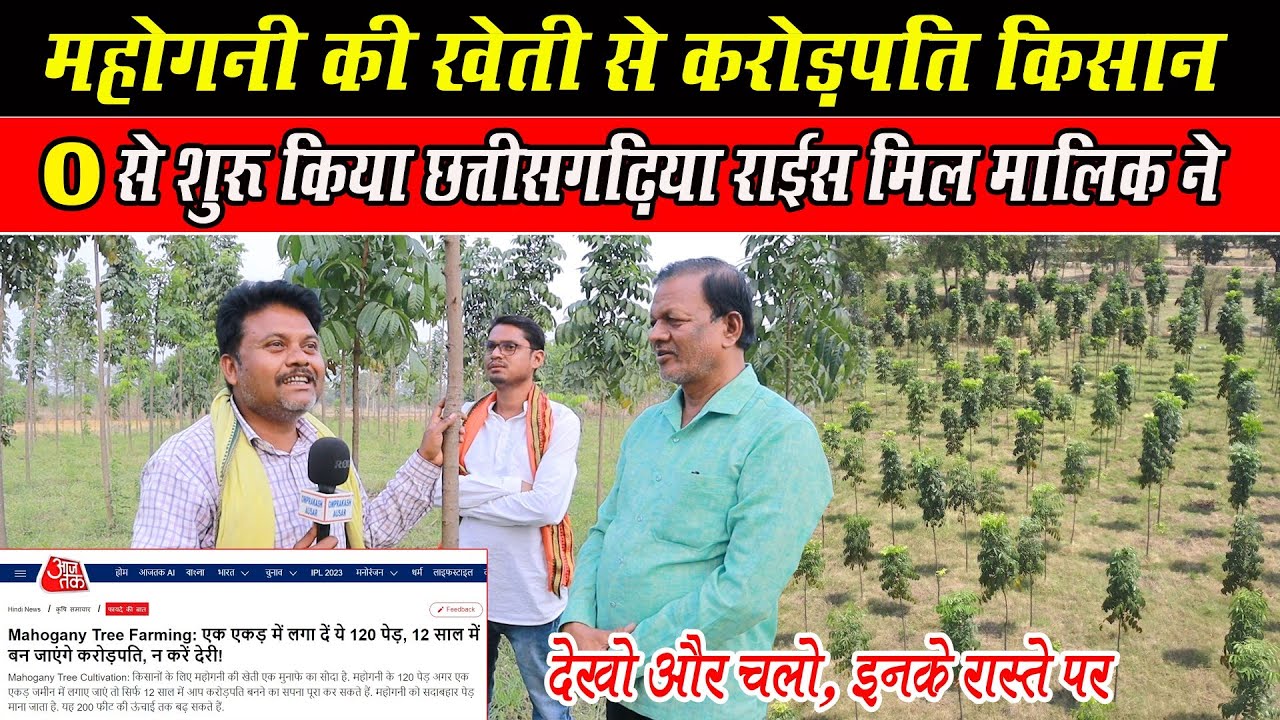 महोगनी की खेती से करोड़पति किसान ।। MAHOGANY KI KHETI KAISE KAREN? । MAHOGANY CULTIVATION RAIGARH CG