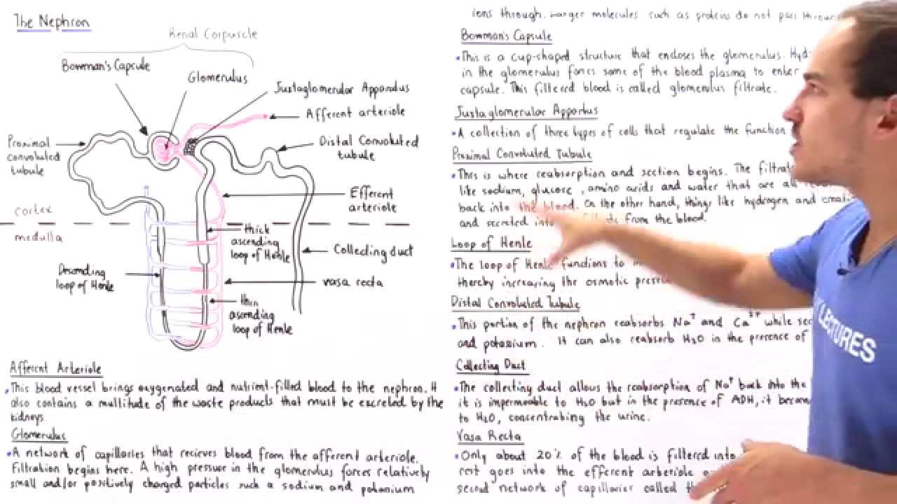 Structure of the Nephron