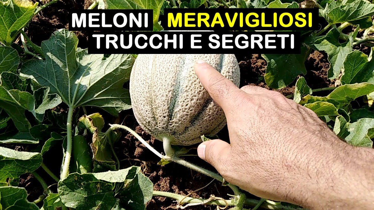 MELONI COLTIVAZIONE E POTATURA