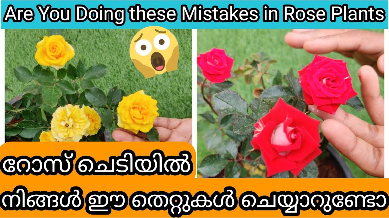 Avoid these 15 Mistakes in Rose | Care & flowering Tips | റോസിൽ നമ്മൾ ഒഴിവാക്കേണ്ടുന്ന 15 തെറ്റുകൾ