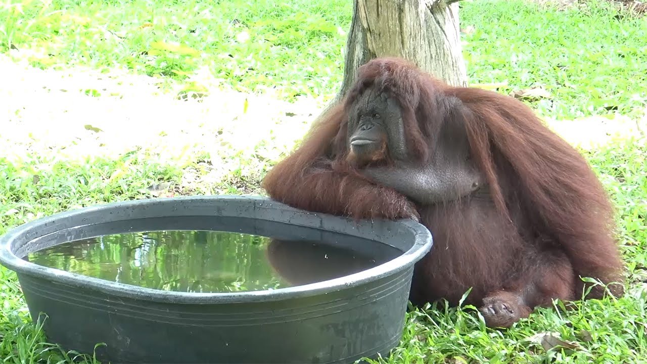 Orangutan Cools Off In Bath Tub