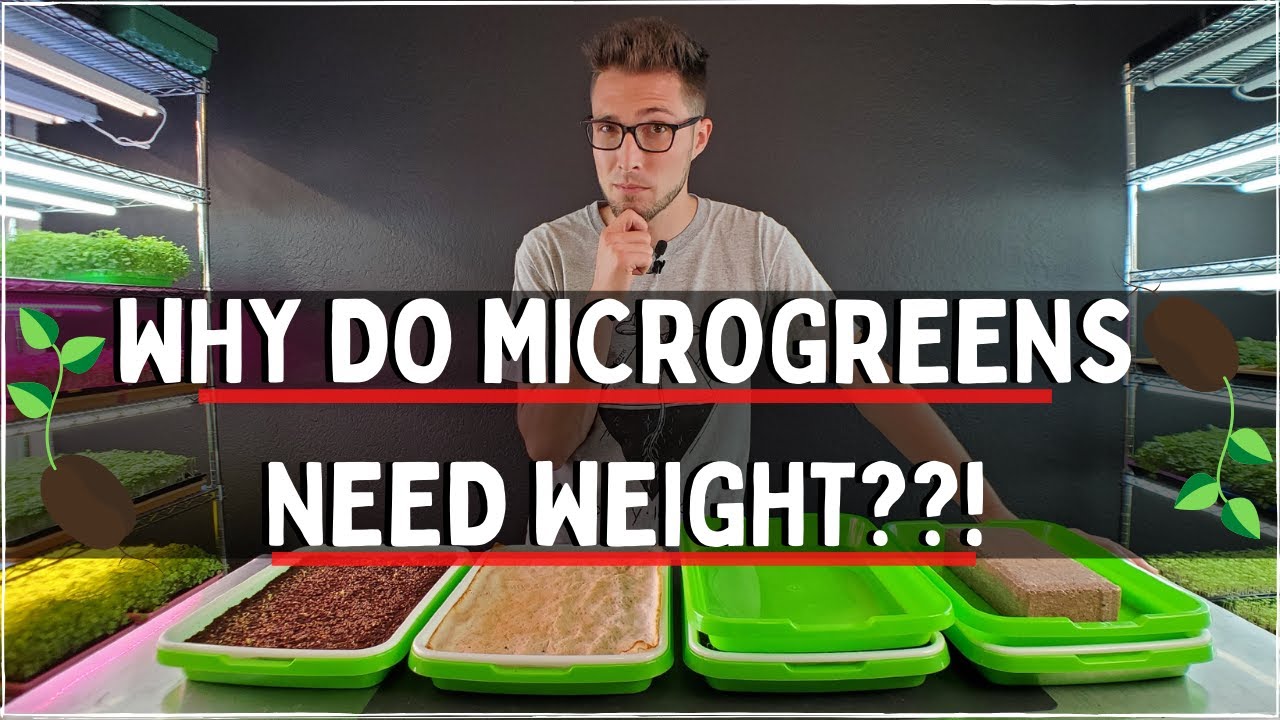 Зачем микрозелени нужен вес? Опыт по проращиванию микрозелени капусты кале | Выращивание в помеще...
