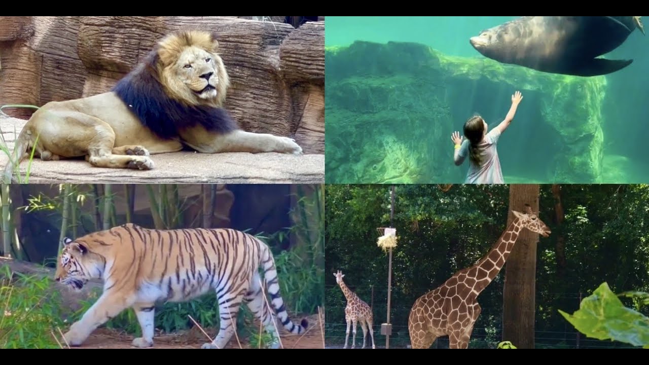 Riverbanks Zoo And Garden -Columbia,South Carolina - Full Tour Of Riverbanks Zoo And Garden Columbia