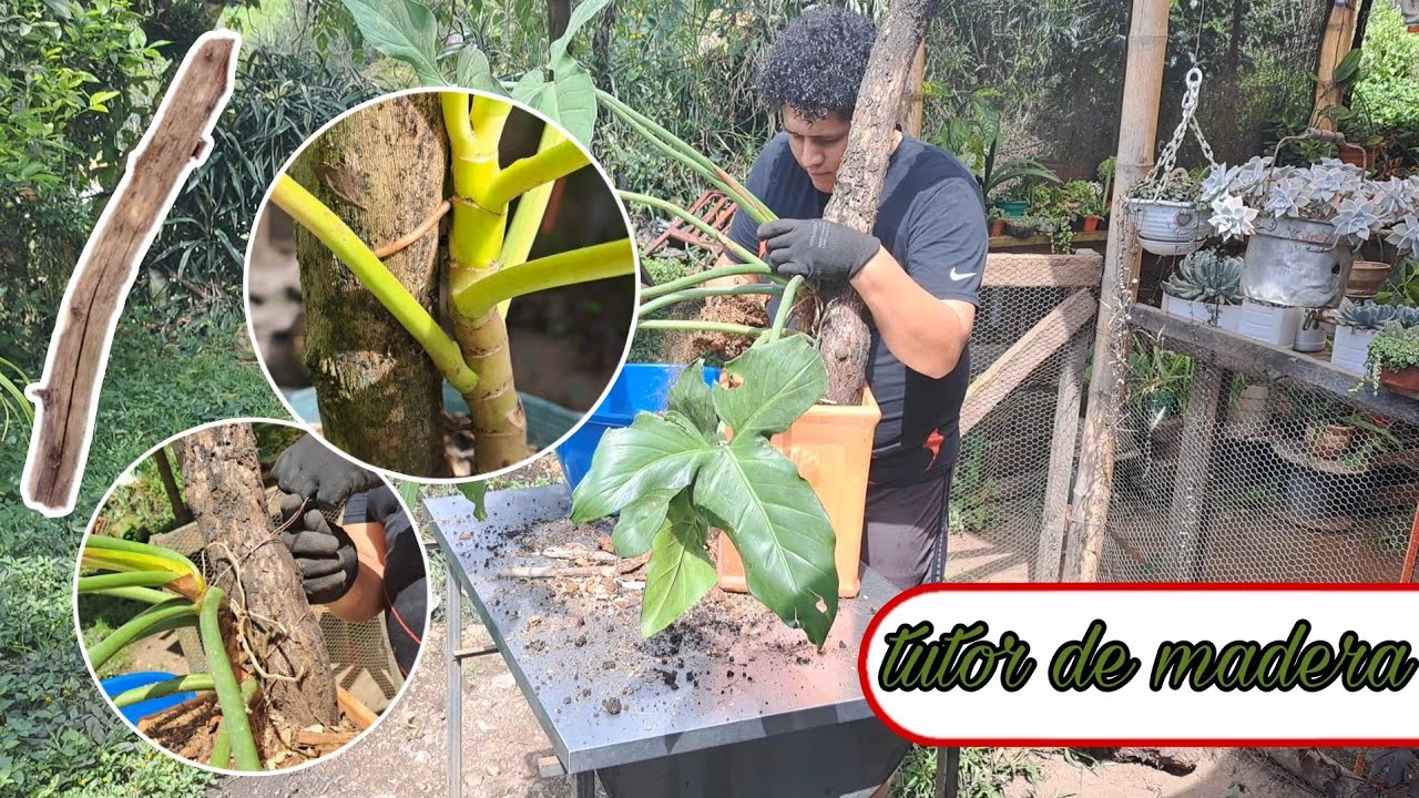 Importancia del tutor en plantas trepadoras.