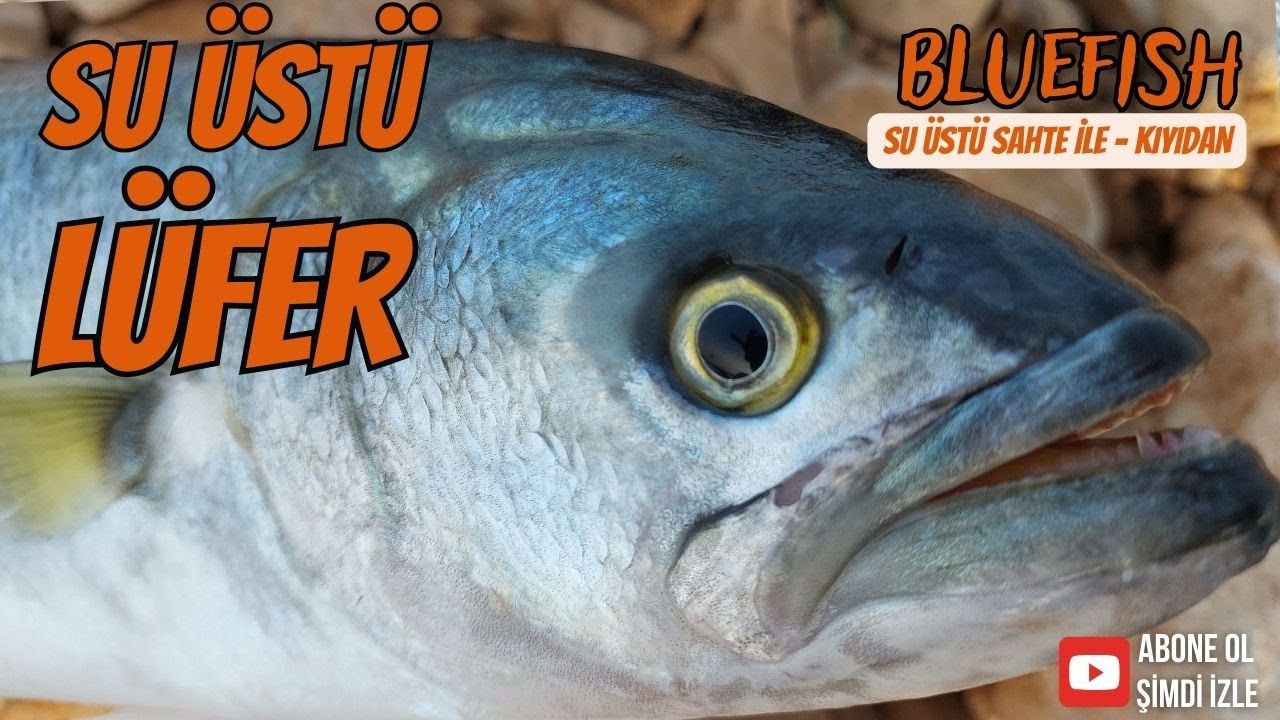 Su Üstü Lüfer Avı - İki Farklı av aynı videoda
