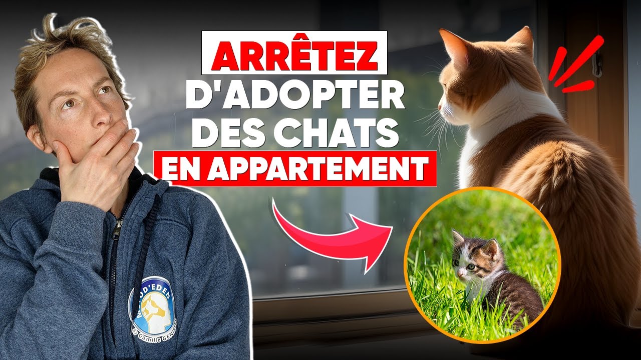 Arrêtez D'Adopter Des Chats En Appartement