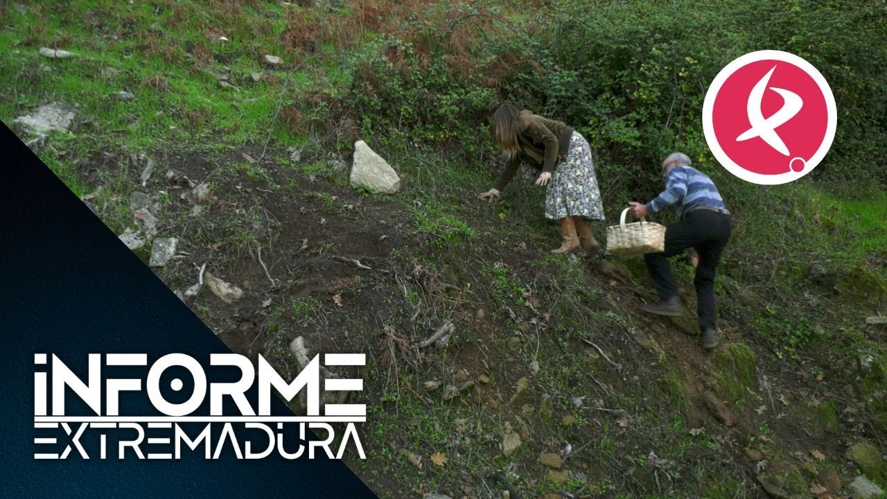 Otoño, temporada de setas | Informe Extremadura