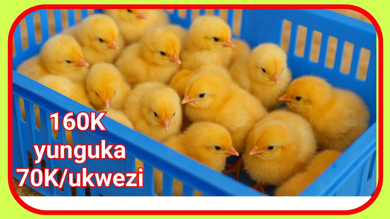 Uko wakorora imishwi ya Saso ukinjiza agatubutse (How to grow chicks and make more money)