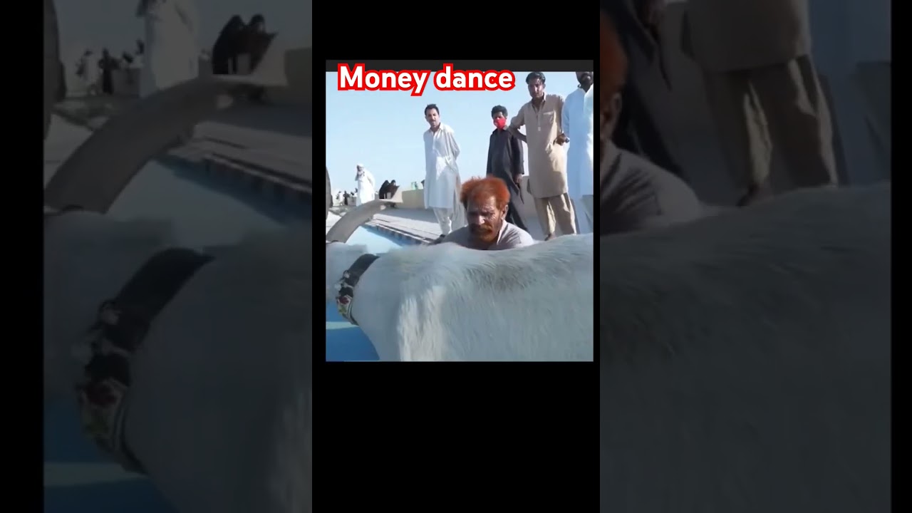 Monkey dance #virlvideo #trending #shorts #sh. #lo.. #hu..#ne.. #cu.. #le. #des.. #aut.. #fun..
