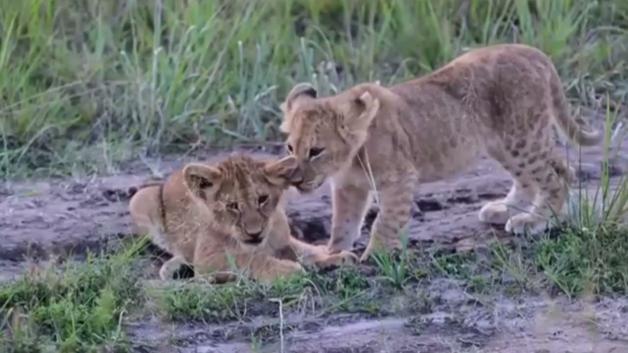 #safarichannel#wildlife#lion#africansafari#safaritour#animals#