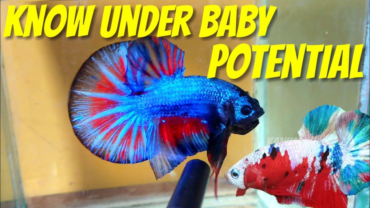 WHY SO IMPORTANT TO LOOK THE POTENTIAL OF BABY BETTA ?