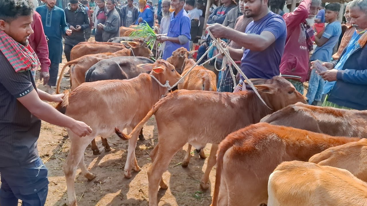 আজ ১/২/২৬ | রংপুরের খামারী ছোট ছোট শাহিওয়াল বকনা কেমন দামে কিনছেন | আমবাড়ী হাট 