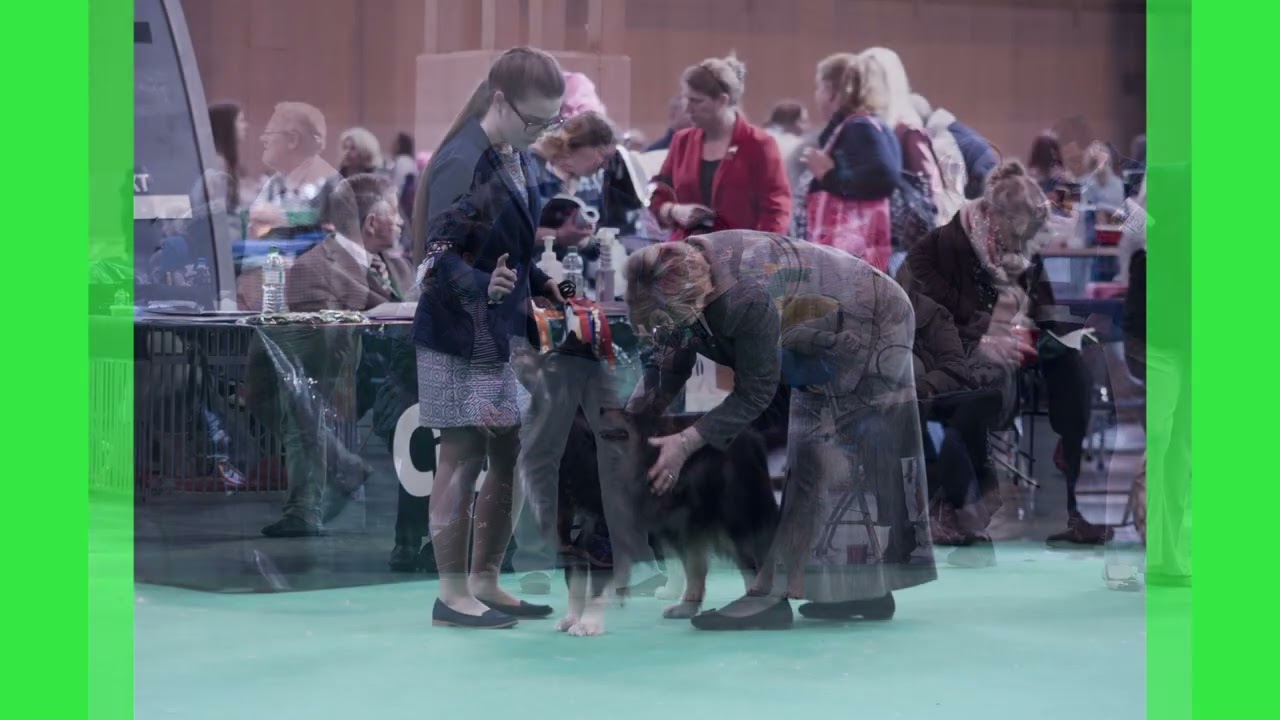 Crufts 2017