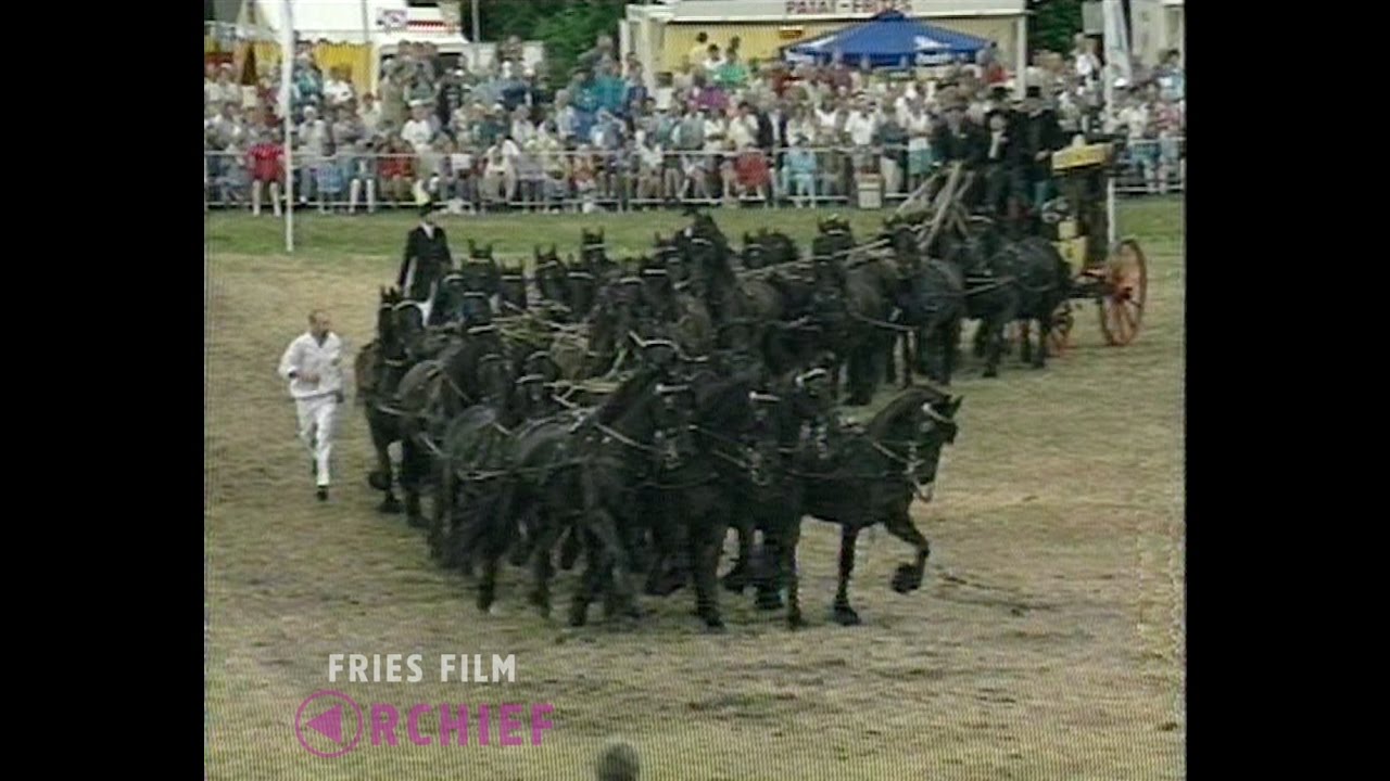 40 Friesian horses, 1 stagecoach / 40 Friese paarden, 1 koets
