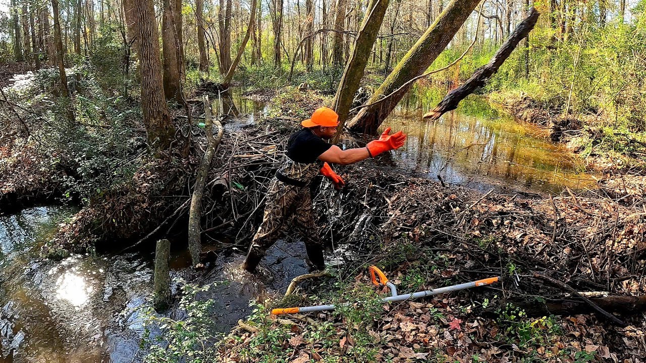 New Territory! || Beaver Dam Removal In Beaver Dam Creek S5 EP.1! 