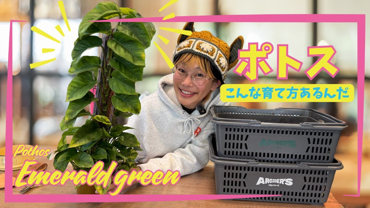 ねこ型登り棒に登りきったポトスを仕立するよ