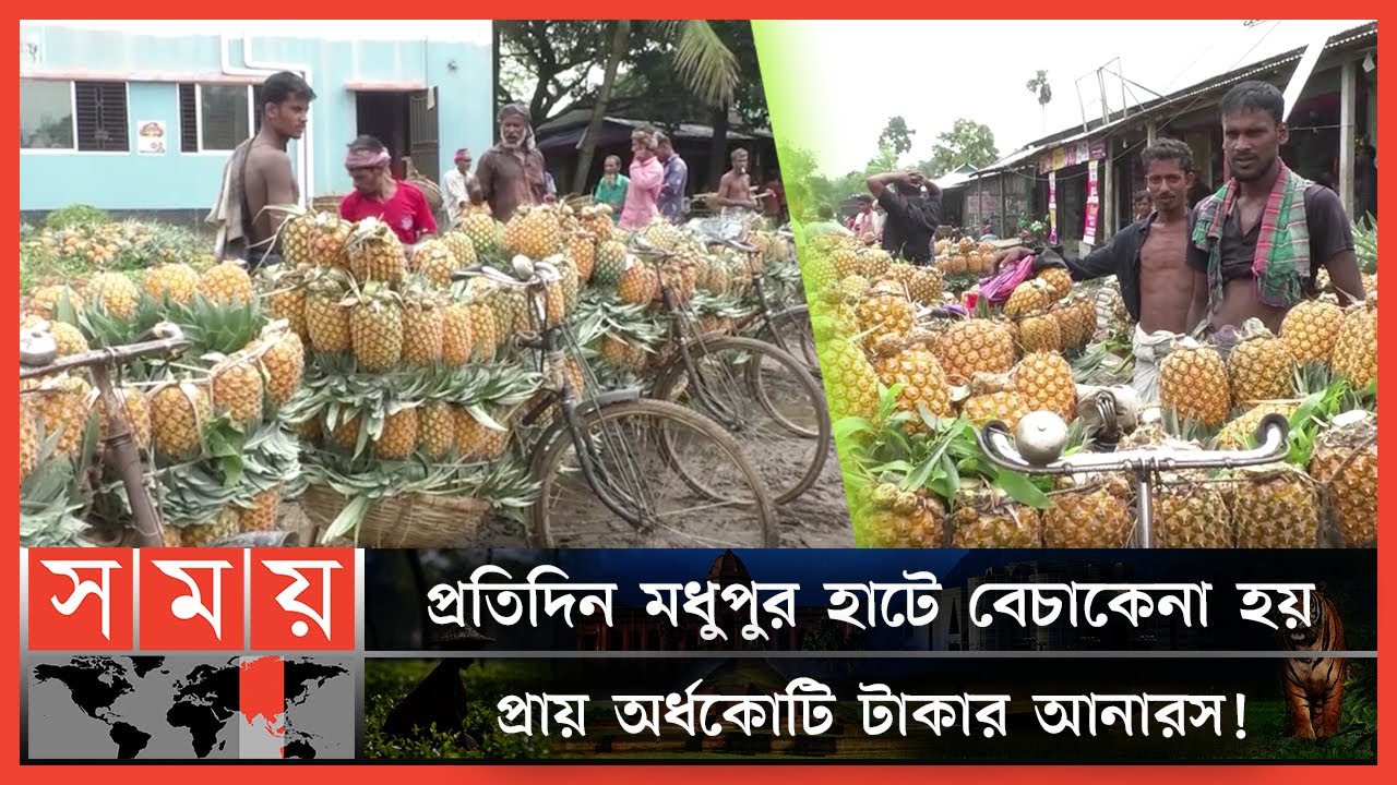 প্রচণ্ড গরমে বেড়েছে মধুপুরের আনারসের কদর! | Madhupur Pineapple Market | Tangail News | Somoy TV