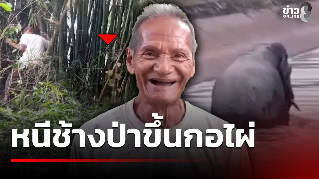 ตา 73 หนีช้างป่าขึ้นกอไผ่ | 26 พ.ย. 68  | คุยข่าวเช้าช่อง8