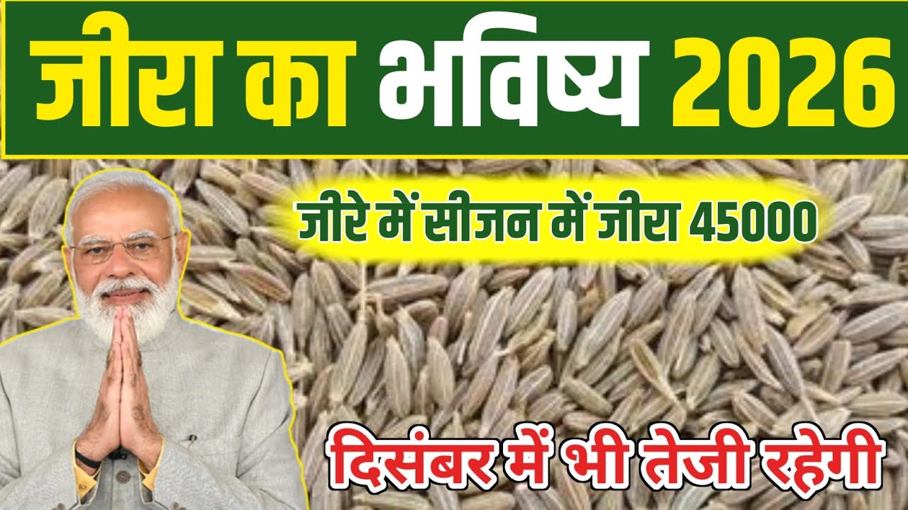 जीरा का भविष्य 2026 || क्या जीरा होगा , 45,000  mandi bhav today || future of jira 2025