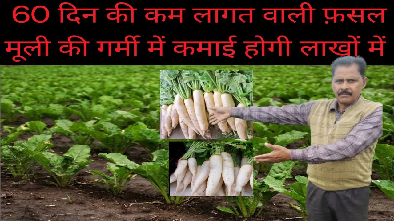 सिर्फ 45–60 दिन में तैयार मूली | किसान ऐसे कमा रहे तगड़ा मुनाफा**मूली की खेती का सीक्रेट फॉर्मूला 