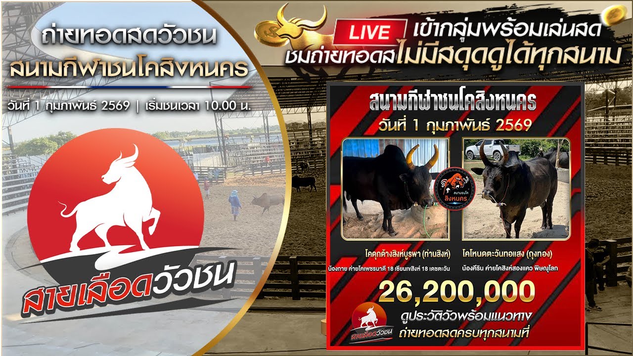 #วัวชนวันนี้ #วัวชนสด สนามกีฬาชนโคสิงหนคร วันที่ 01/02/69 #วัวชนวันนี้ #วัวชน