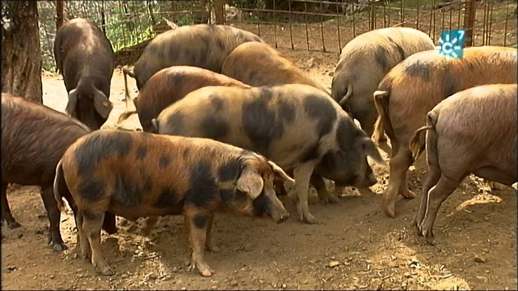 Cerdo ibérico Manchado de Jabugo