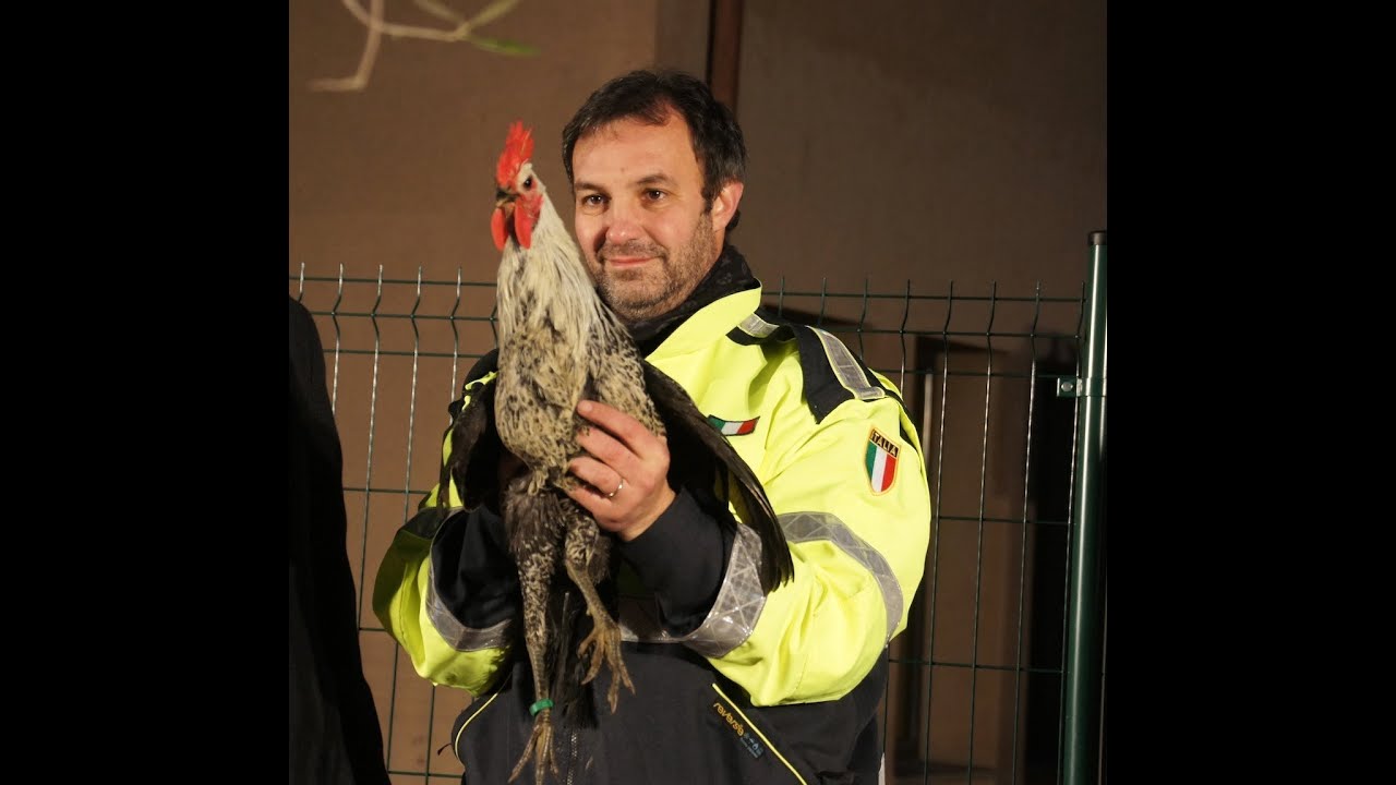 2 °Festival del Canto  del  Gallo  di San Bartolomeo al mare 2014
