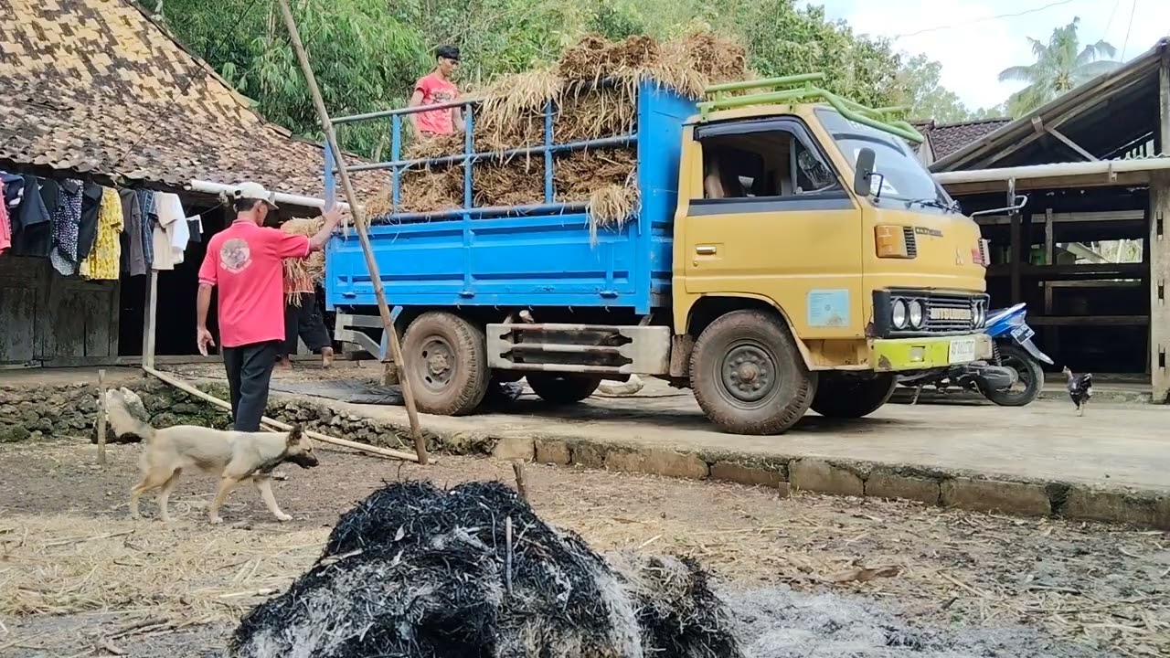 CARA PANEN PADI DARI SAWAH/TEGALAN  LADANG SAMPAI KERUMAH !!