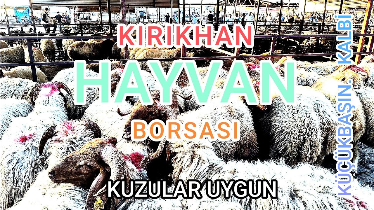 ~11 EYLÜL 2024~HATAY KIRIKHAN KÜÇÜKBAŞ HAYVAN PAZARI~ İYİ SEYİRLER.~