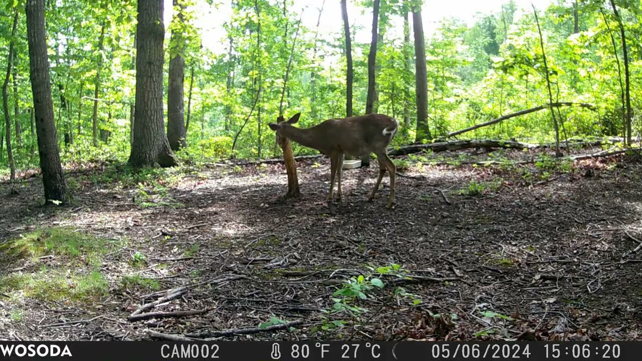 2024 May 06 - Deer Flicking Ears and Tail [CAM002]