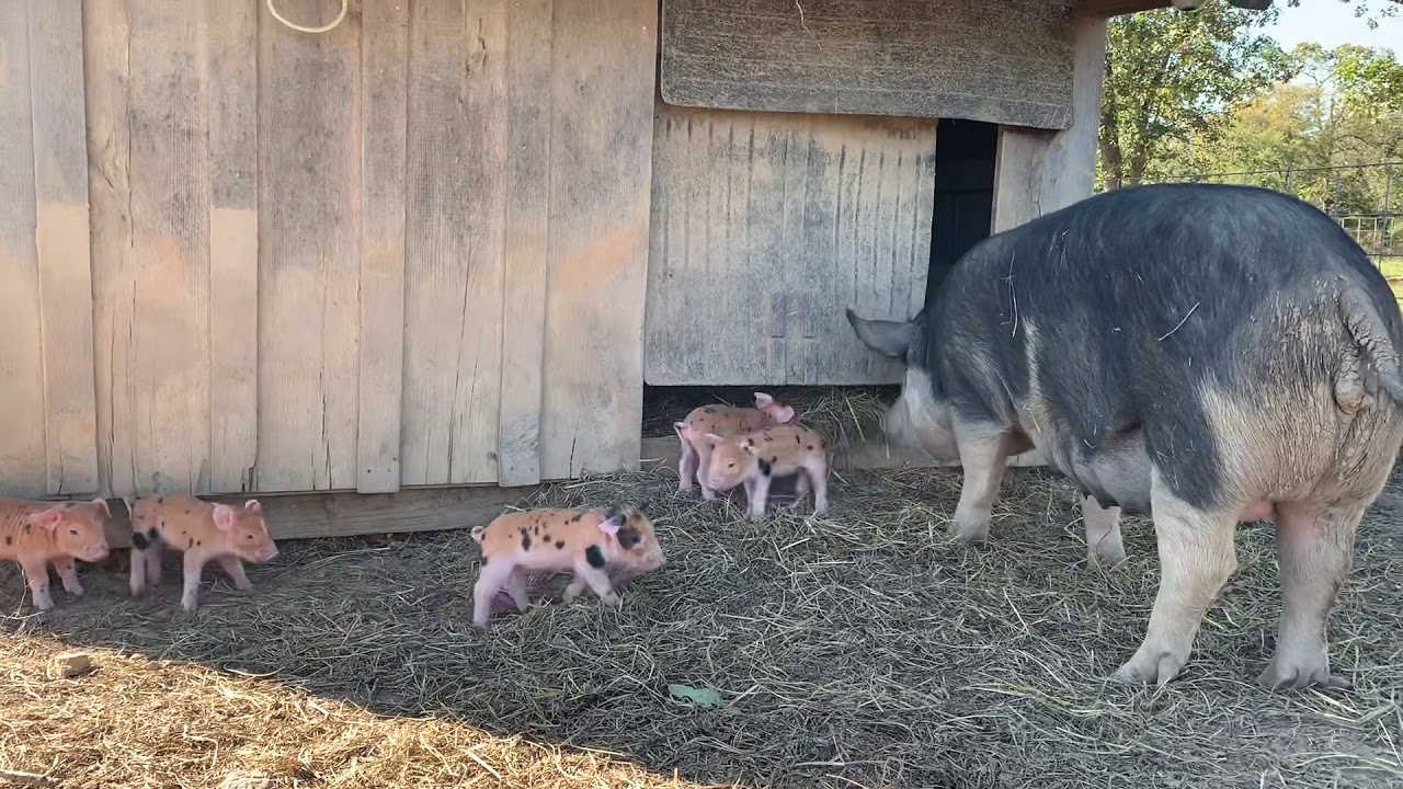 Berkshire/Duroc cross piglets   |   Raising Pigs On Pasture