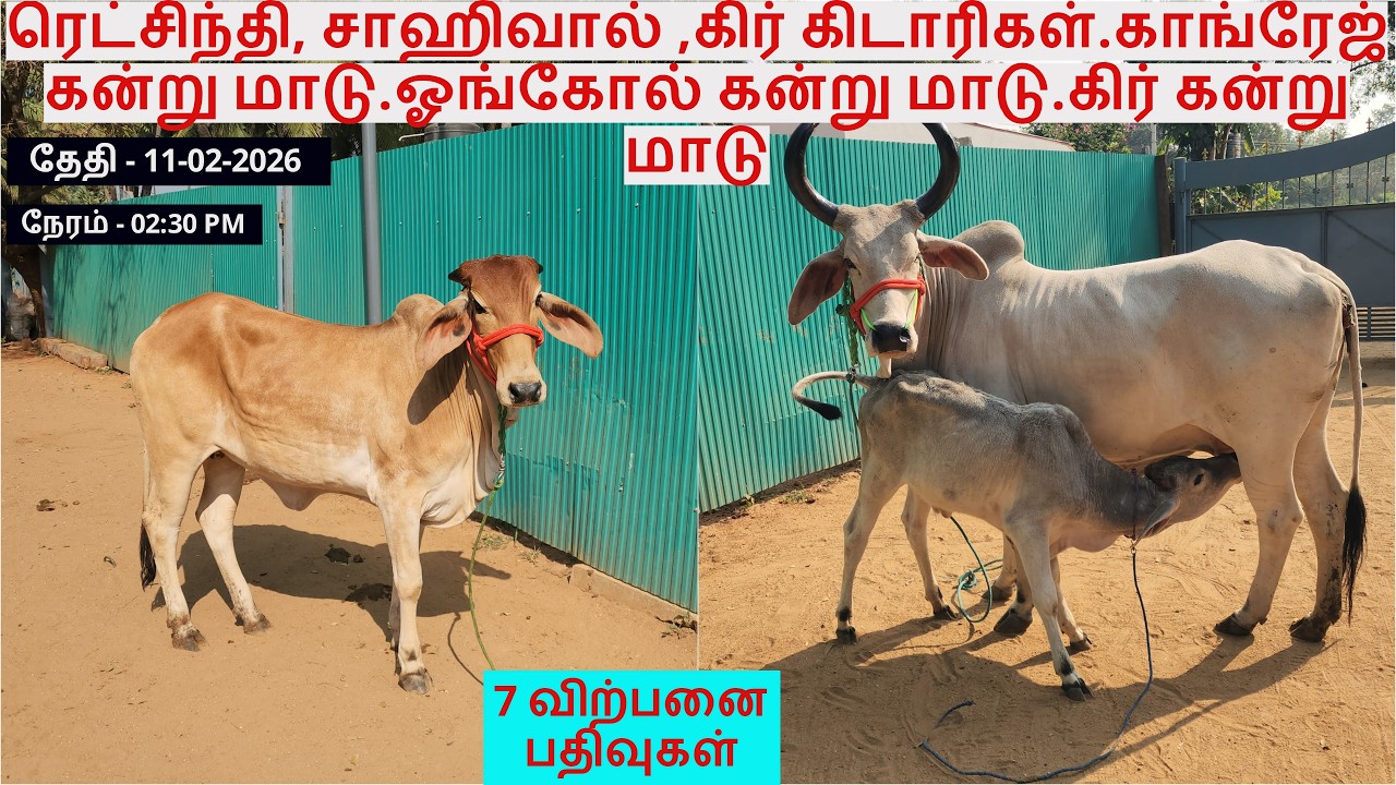 ரெட்சிந்தி, சாஹிவால் ,கிர் கிடாரிகள்.காங்ரேஜ் கன்று மாடு.ஓங்கோல் கன்று மாடு.கிர் கன்று மாடு.