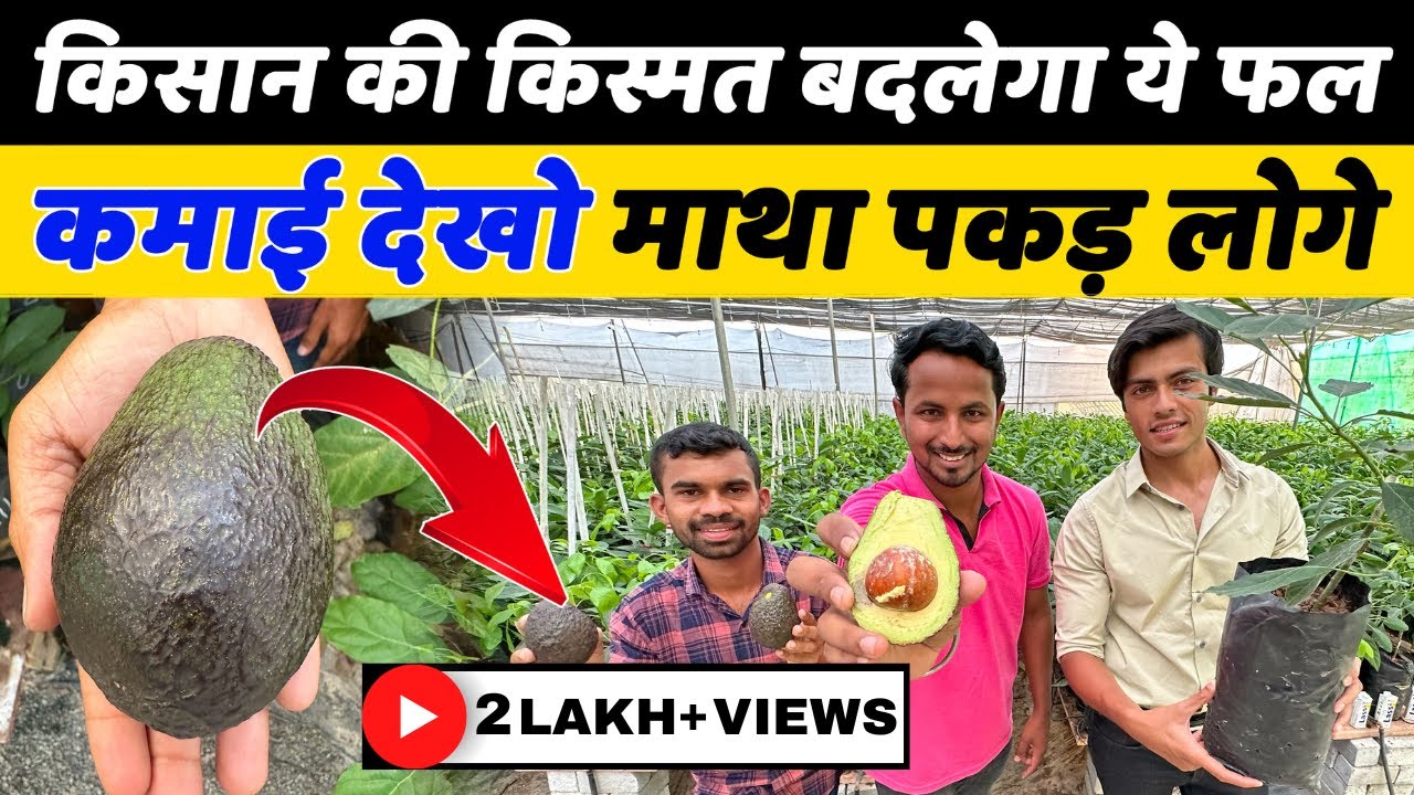 सबसे महंगे American Fruits की खेती🥑🥑Butter Fruit Farming - Avocado | Indian Farmer Hindi