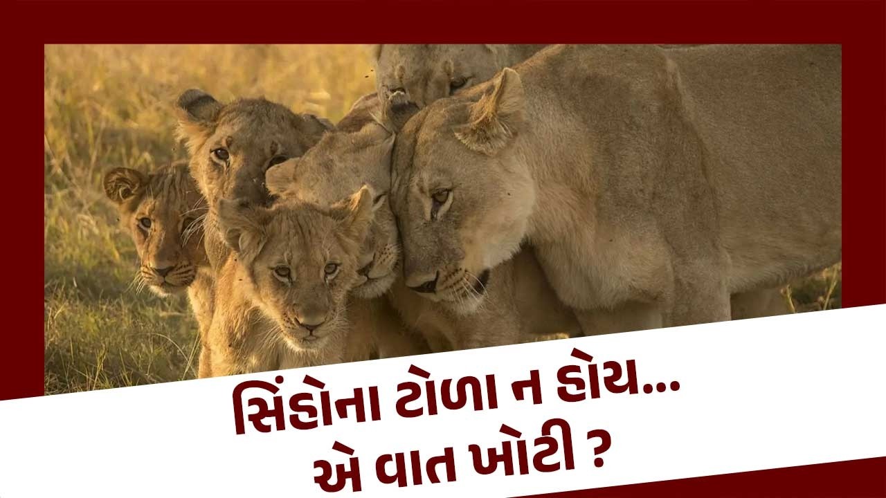 Is it wrong to say that there are no lions? Attack by a pack of 18 lions in Dhari | Latest Gujarati News Today