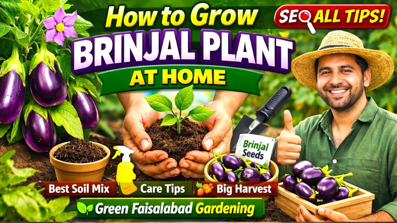 How to Grow Brinjal Plant at Home | Baingan Farming Seeds to Harvest | Green Faisalabad Gardening
