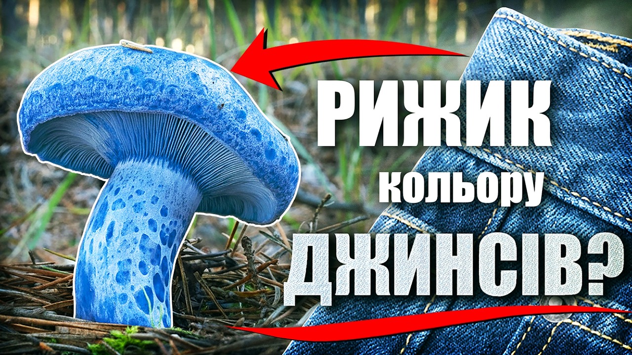 Сині РИЖИКИ? Що варто знати про американські їстівні гриби індиго?