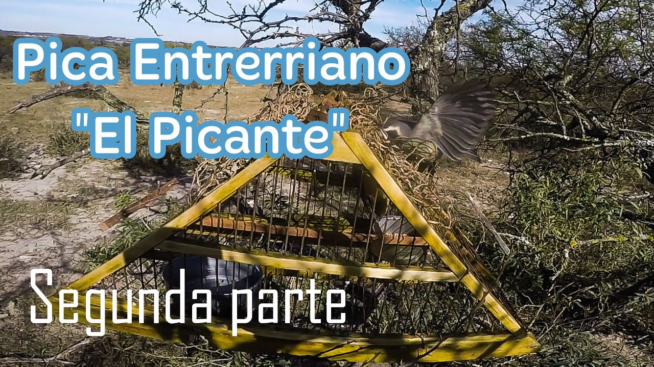Pica Entrerriano 