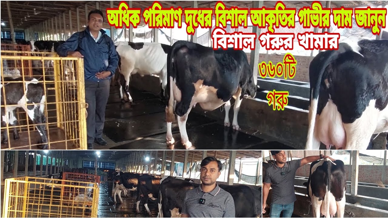 অধিক পরিমাণ দুধের বিশাল আকৃতির গাভীর দাম জেনে নিন |বিশাল খামার ৩৬০টি গরু| জান্নাত ডেইরী ফার্ম |ডোমার