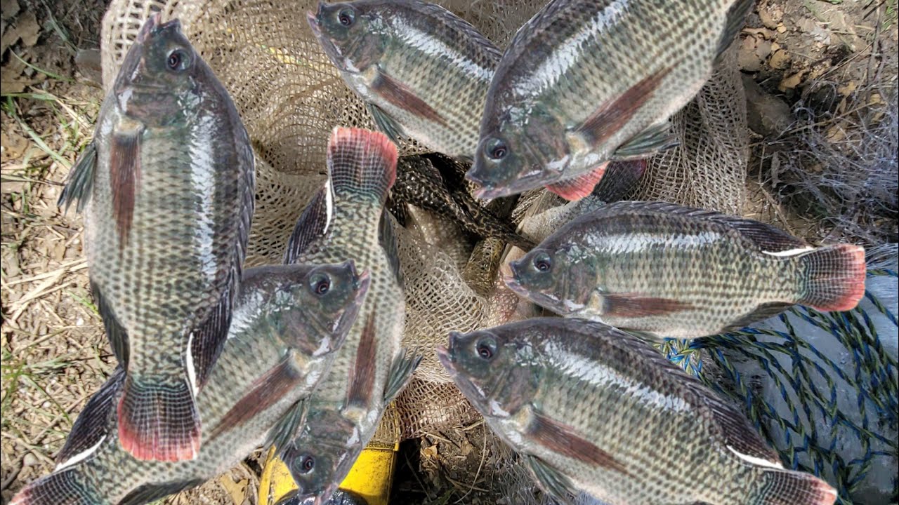 Buenas capturas de mojarra #pesca 
