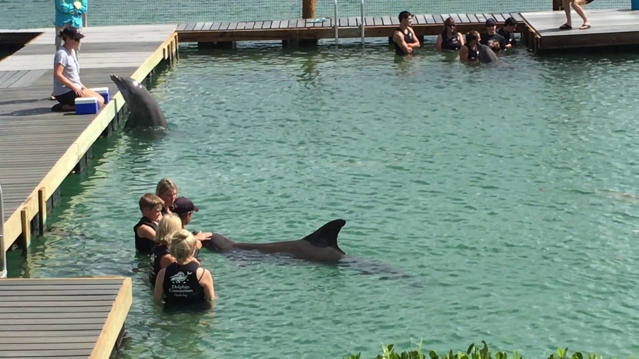 Playing with Dolphins at the Dolphin Connection (Duck Key) Florida (26-7-2016)